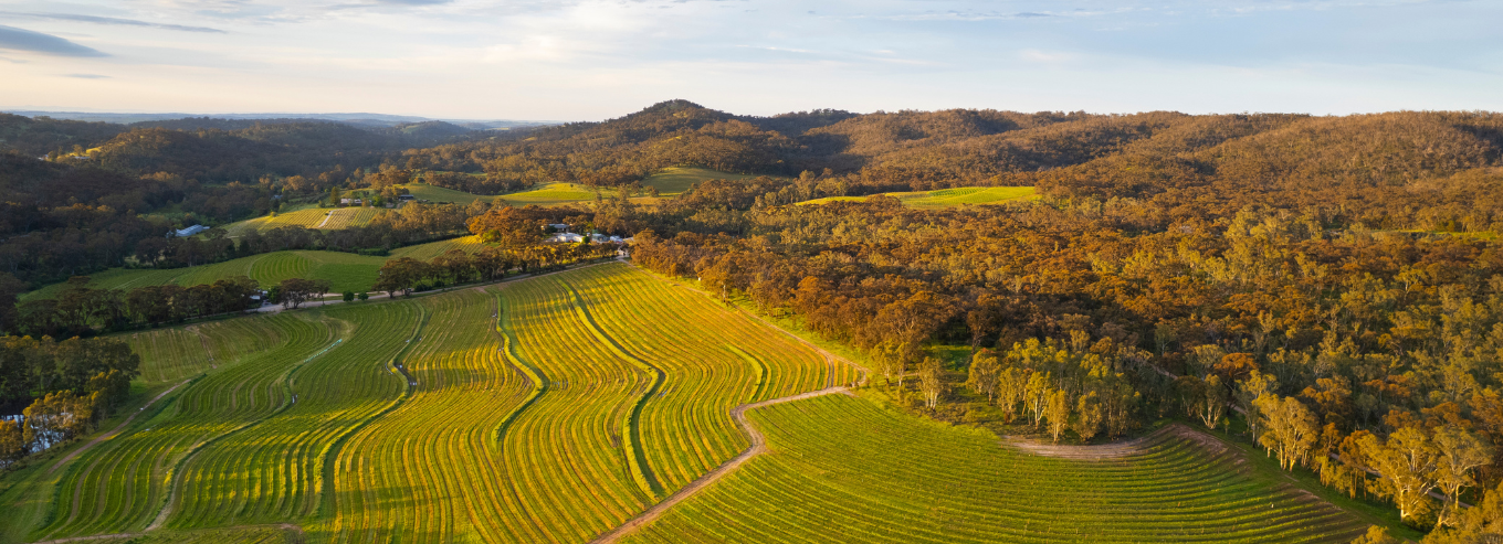 Skillogalee vineyard